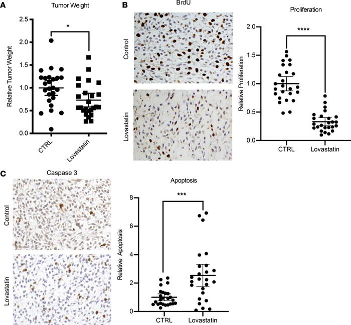 Lovastatin inhibited chondrosarcoma growth in vivo.
(A) Relative tumor w...