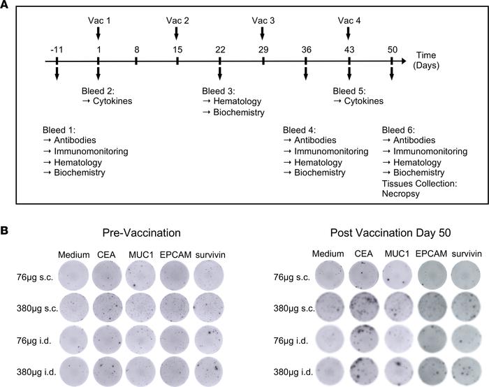 ATP125 elicits T cell responses in NHPs.
(A) Vaccination and assessment ...