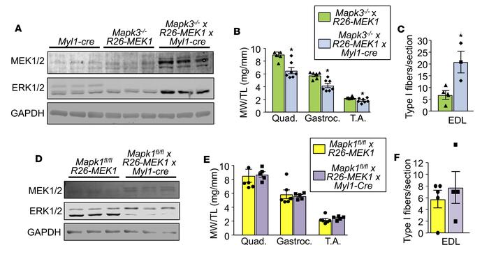 ERK2 drives the MEK1-mediated fast-to-slow fiber-type switch.
(A) Wester...