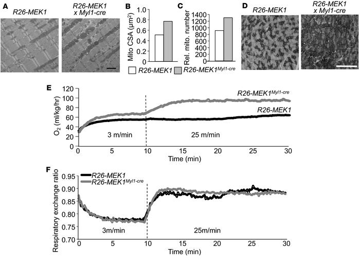 Increased oxygen consumption in Rosa26-MEK1Myl1–cre mice.
(A) Representa...