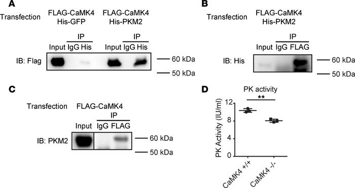 CaMK4 binds to PKM2 and increases pyruvate kinase activity.
(A and B) HE...