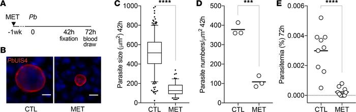 Metformin treatment inhibits P. berghei liver infection in mice.
(A) Tim...
