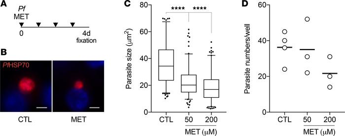 Metformin treatment reduces P. falciparum development in human hepatocyt...