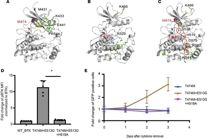 Modeling and testing the cooperative effects of the BTK double mutein.
(...