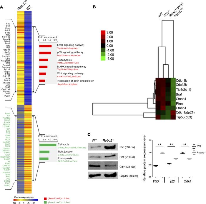Knockout of Robo2 changes the transcription of genes associated with dif...