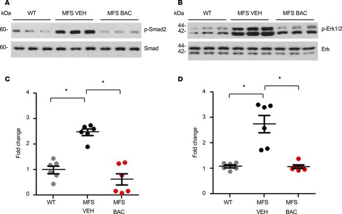 Normalized Smad and Erk activation in aortas of baclofen-treated MFS mic...