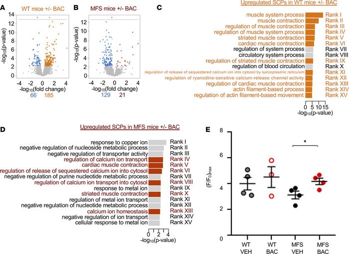 Baclofen treatment improves smooth muscle contractility and excitability...