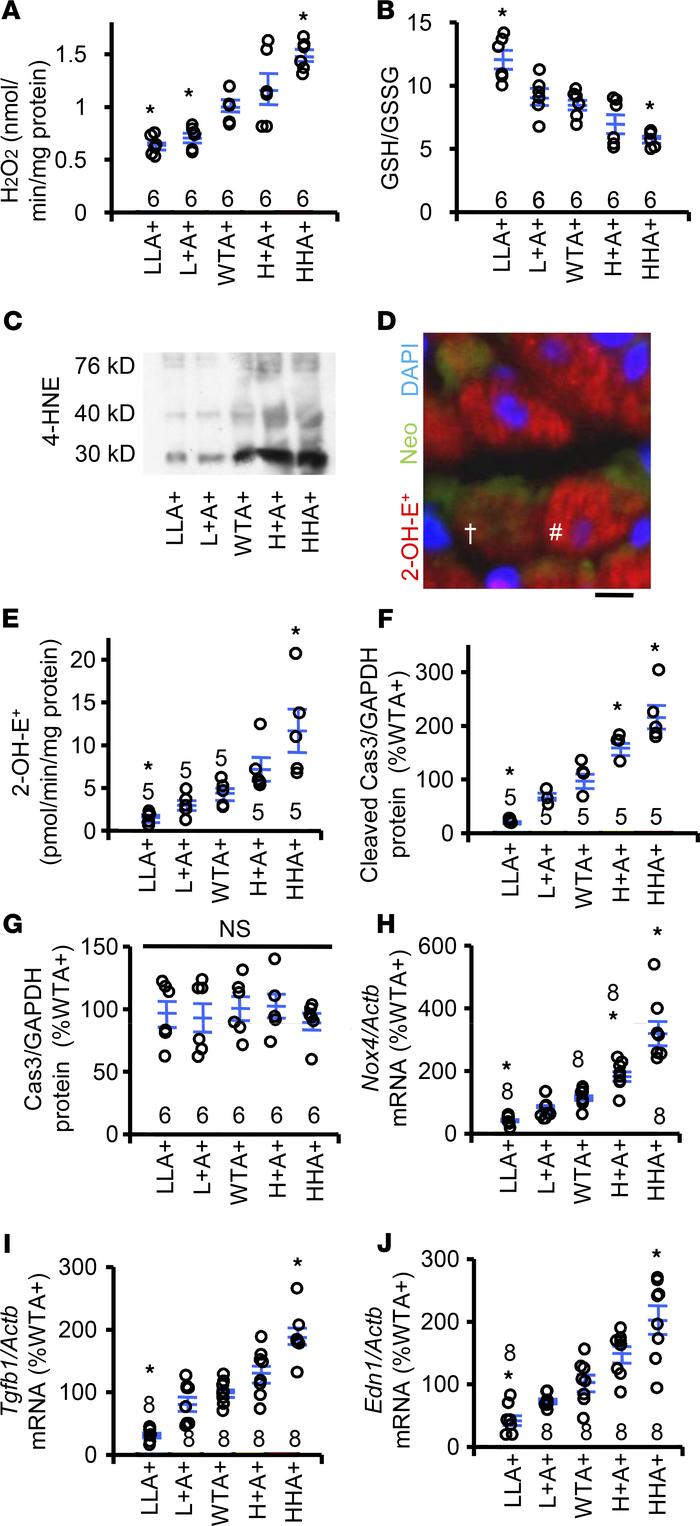 Oxidative stress in the cardiac tissue of Akita diabetic mice.
The numbe...