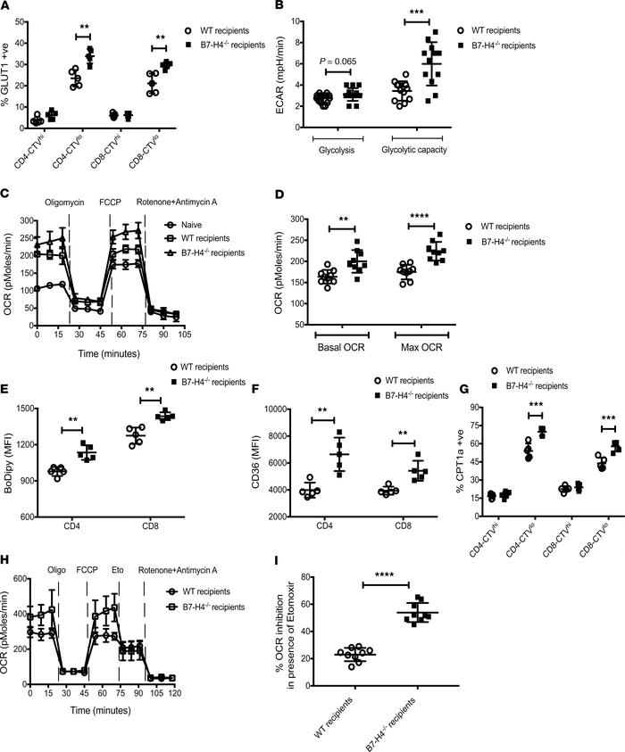 Metabolic alterations of donor T cells in WT versus B7-H4–/– recipients....