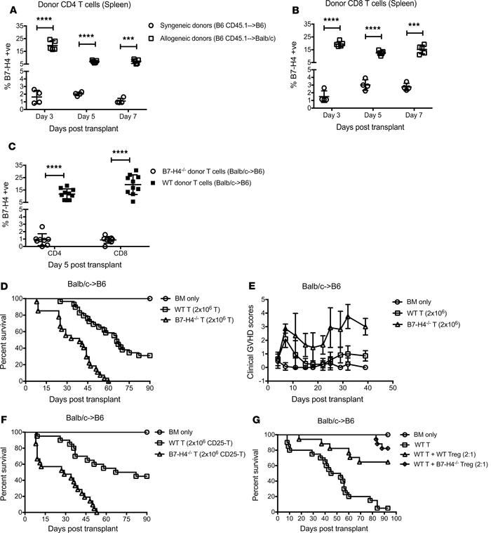 B7-H4–/– donor T cells cause increased GVHD lethality that is independen...