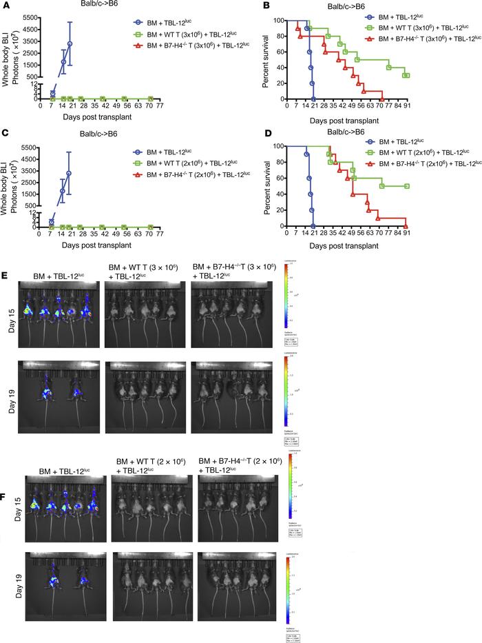 GVL effect is retained in recipients of WT versus B7-H4–/– donor T cells...