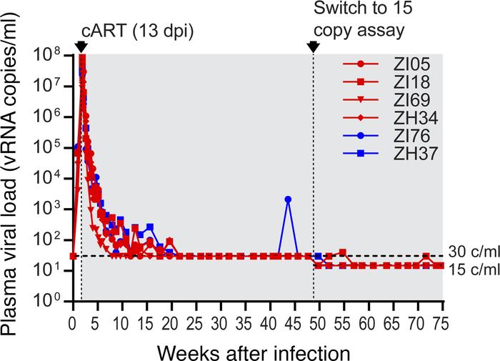 Plasma viral loads prior to GS-9620 administration.
Longitudinal SIV RNA...