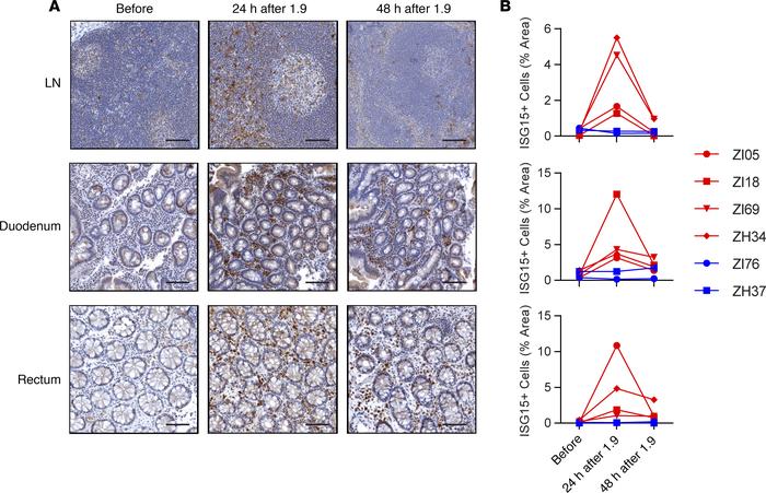 Increased expression of ISG15 protein in LNs and intestinal tissue follo...