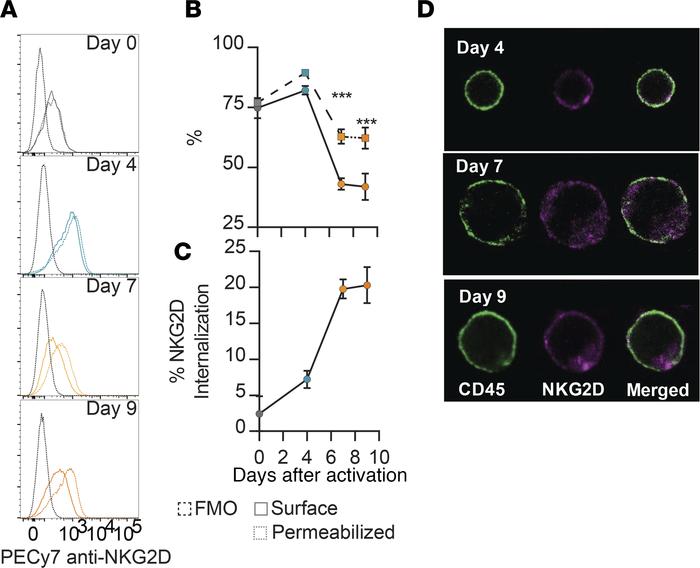 NKG2D internalization correlates with NCE after sustained in vitro stimu...