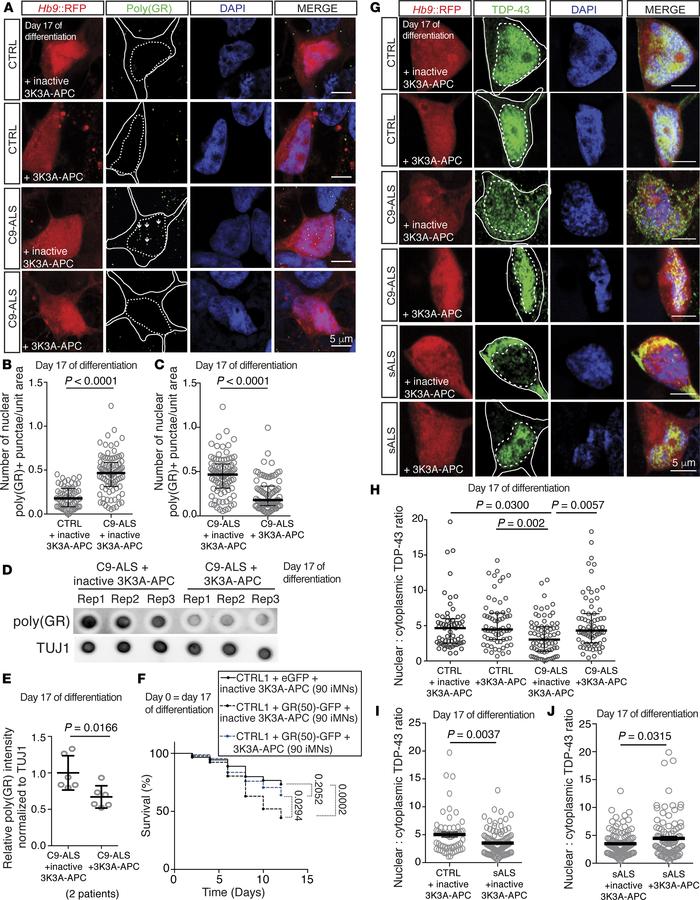 Rescue of autophagosome formation by 3K3A-APC improves proteostasis.
(A–...