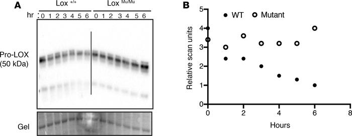 M292R Lox mutation leads to altered protein conformation.
(A) Cell lysat...