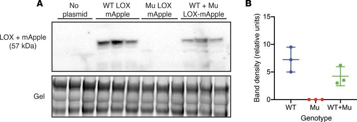 Mutant LOX does not interfere with secretion of the WT protein.
Lox–/– m...