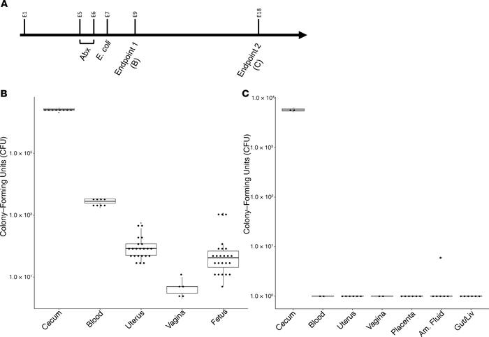 Cultivation of streptomycin-resistant E. coli from maternal and fetal ti...