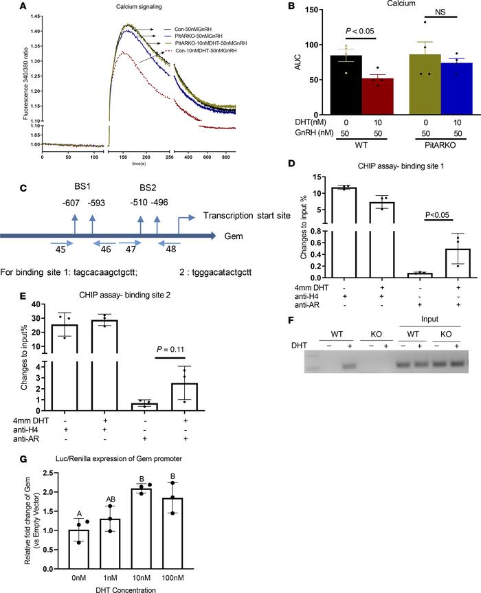 The effects of DHT/AR on calcium signaling and Gem promoter.
(A and B) L...