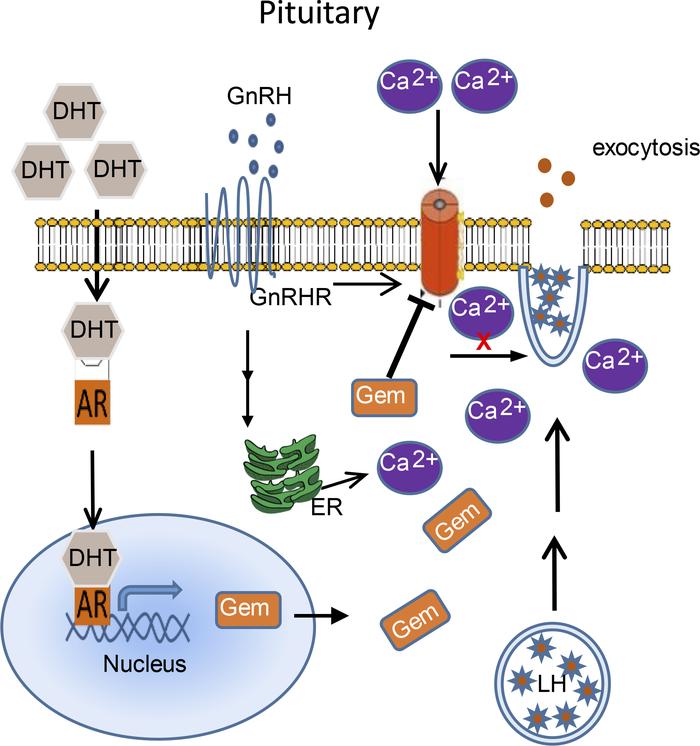 Working model.
We hypothesize that, in the presence of androgen excess, ...