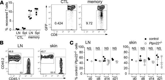 Ptpn22 does not effect the increased survival of memory versus effector ...