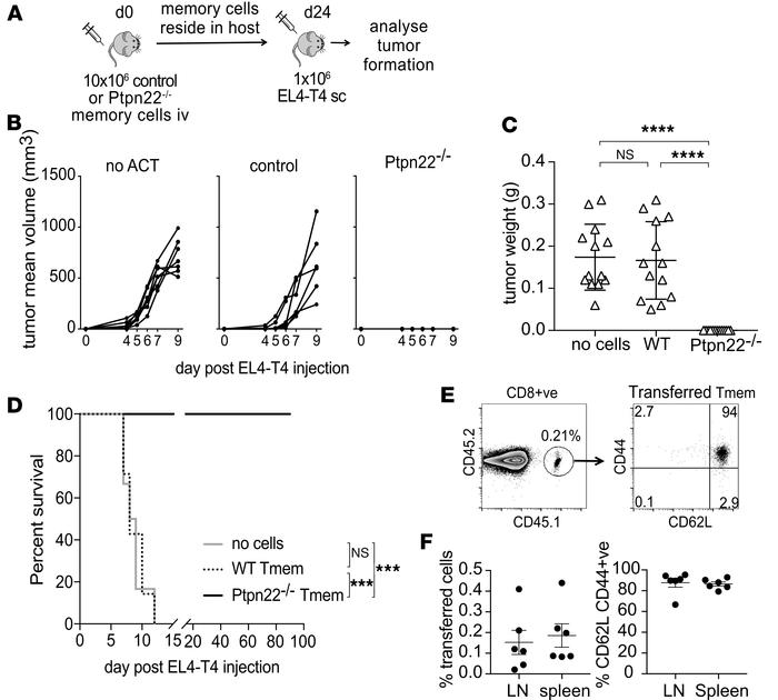 PTPN22-deficient memory T cells prevent growth of tumors expressing weak...
