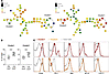 SPADE algorithm identifies 2 CD8+ T cell clusters that are upregulated in c