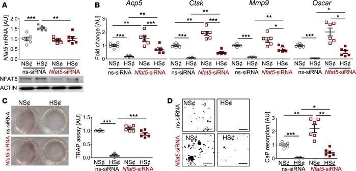 
Nfat5 siRNA treatment restored osteoclastogenesis of RANKL/M-CSF–treate...