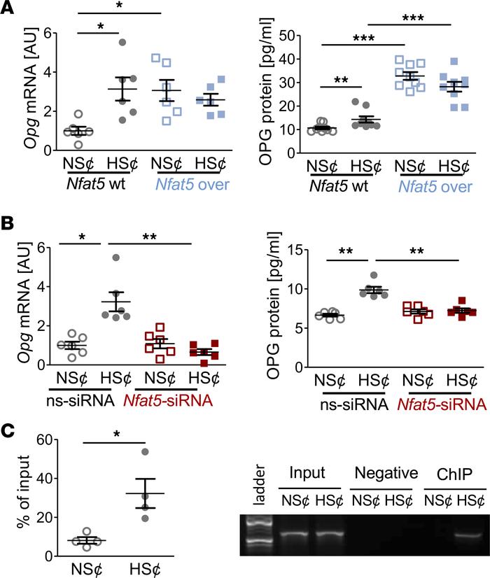 NFAT5 governs OPG expression under HS¢ in RANKL/M-CSF–treated RAW264.7 c...