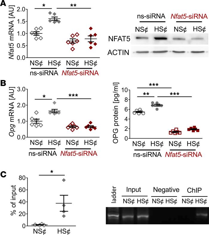 NFAT5 regulates OPG expression under HS¢ in murine osteoblasts.
NFAT5 in...