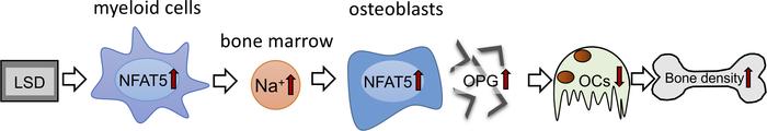 Schematic representation of the action of myeloid-derived NFAT5 in BM up...