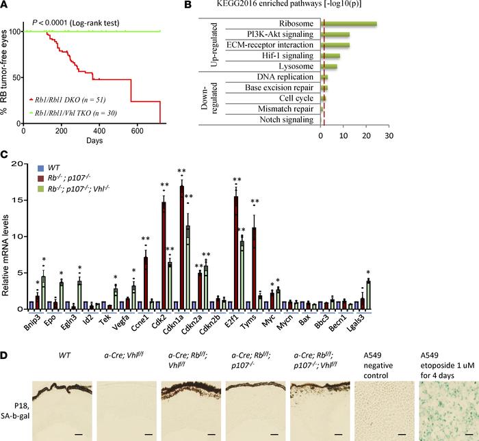
Vhl KO suppresses retinoblastoma formation in the Rb1/Rbl1–DKO retinas....