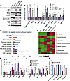 Rb1 directly inhibits Vhl-null–induced angiogenesis and autophagy.