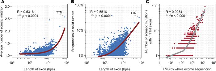 Mechanistic analysis.
(A) Length of exons versus the mean number of soma...