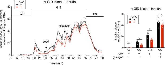 Glucagon restores normal insulin release in CNO-treated α-GiD islets.
Is...