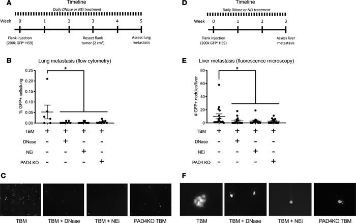 NET-deficient mice show reduced spontaneous lung and liver metastasis of...