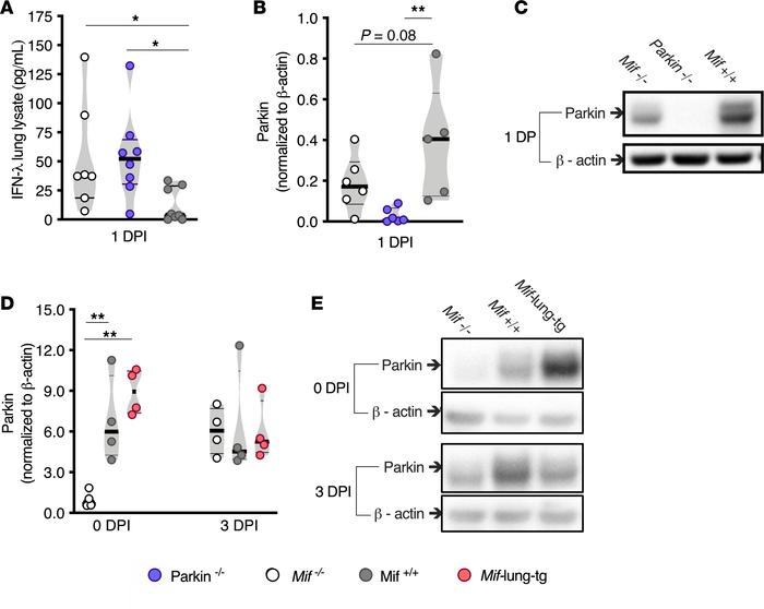 
Mif expression correlates with higher parkin levels in lung lysate prei...
