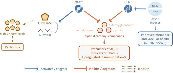 Proposed model of DCXR’s renoprotective role.
Tubular DCXR converts L-xy...