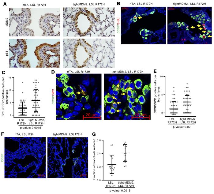 MDM2-induces DNA replication, progenitor cell proliferation, and reepith...