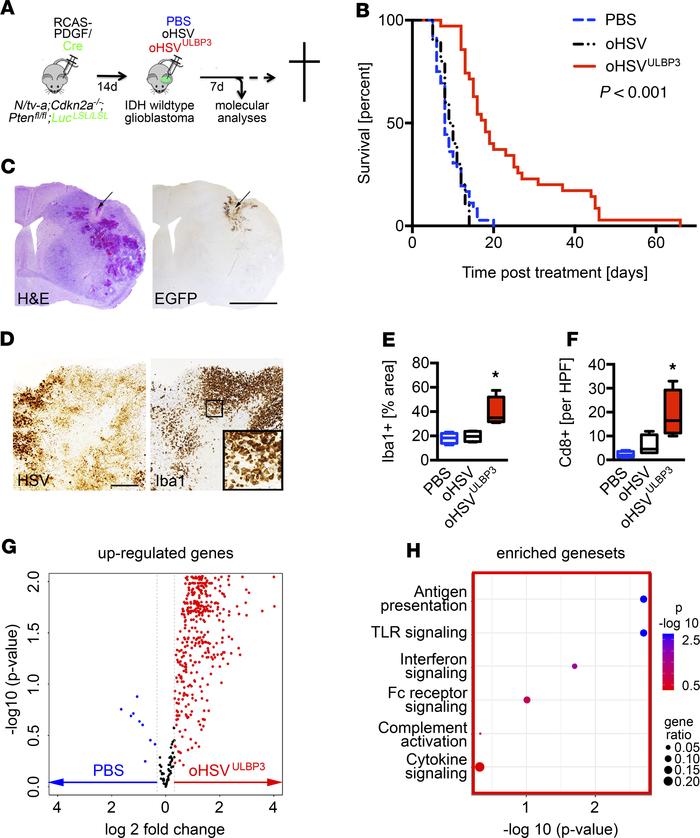 oHSVULBP3 reverts immunologic inertness and prolongs survival of gliobla...
