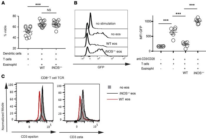 Eosinophils alter TCR signal transduction.
(A) In vitro MLRs established...