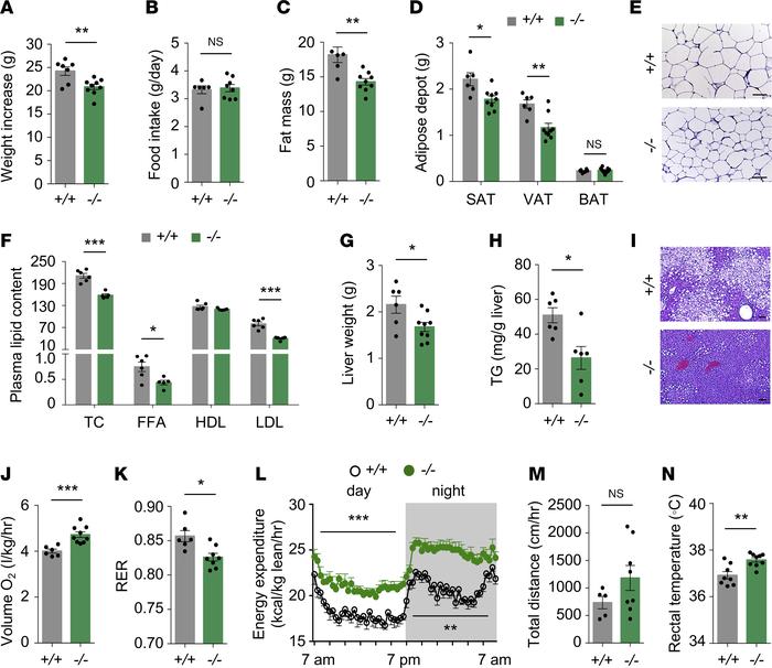 
Ube2o ablation protects mice against diet-induced obesity and metabolic...