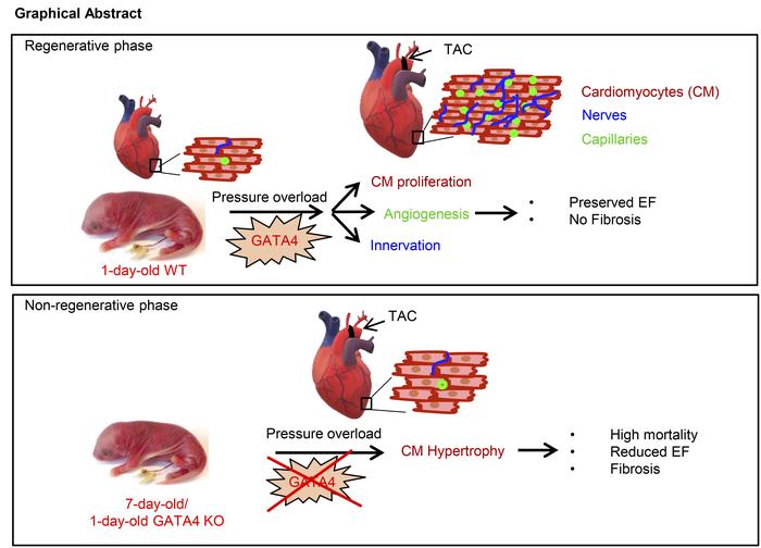 graphical abstract