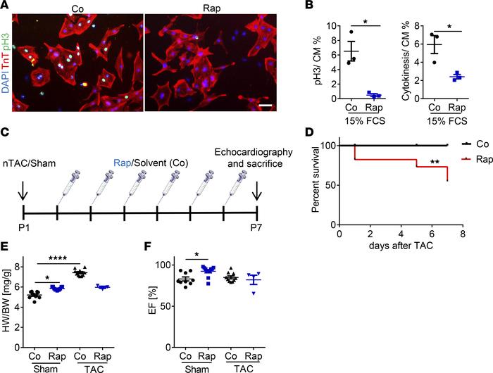Increased mortality during rapamycin treatment after nTAC in the regener...
