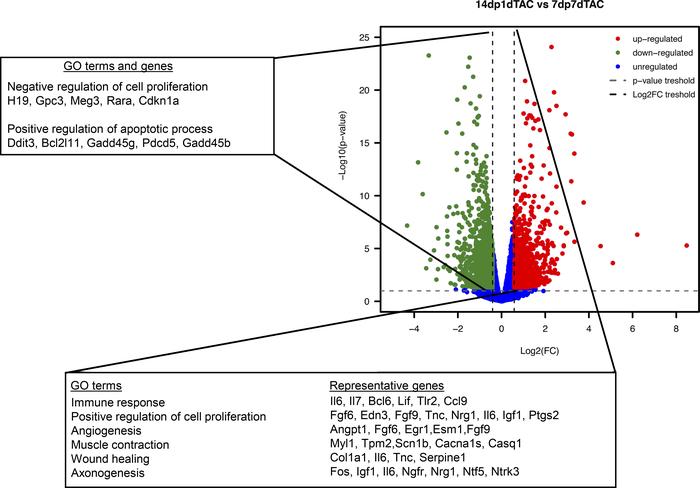 A proregenerative gene-expression pattern is observed in regenerative nT...