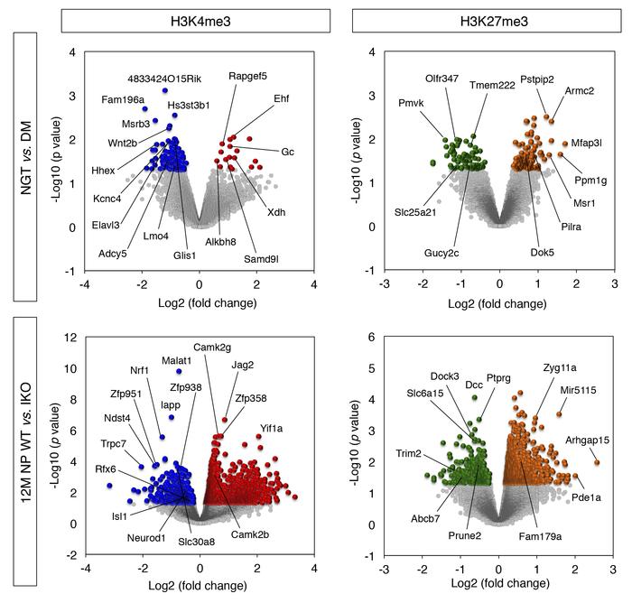 Chromatin dynamics in dedifferentiated β cells.
Genome-wide survey of tr...