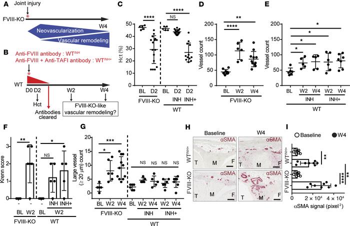 WT mice with transient hemophilia A are protected against excessive vasc...