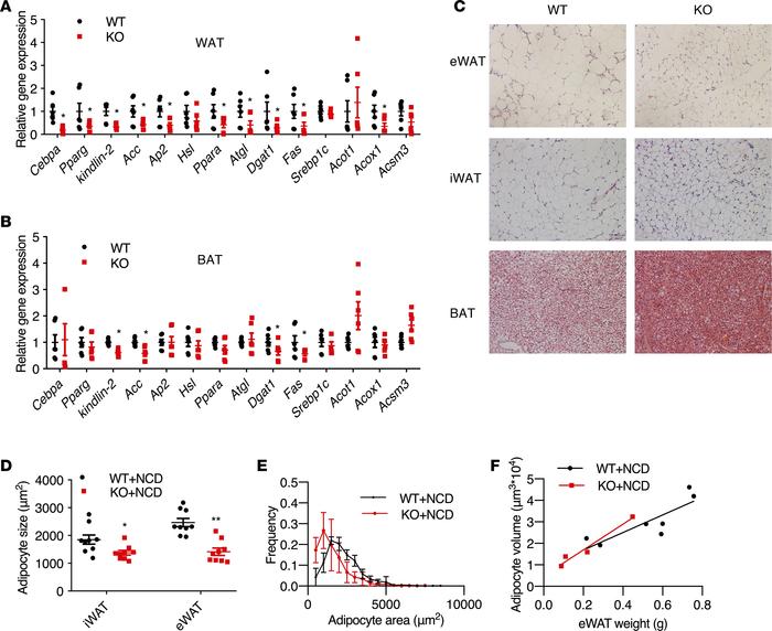 Kindlin-2 deficiency impairs adipocyte gene expression and differentiati...