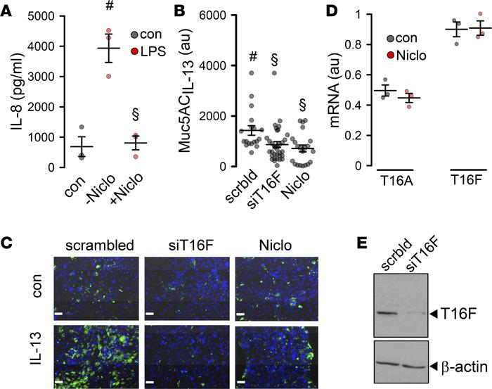 Niclosamide attenuates inflammatory airway response.
(A) Effect of niclo...