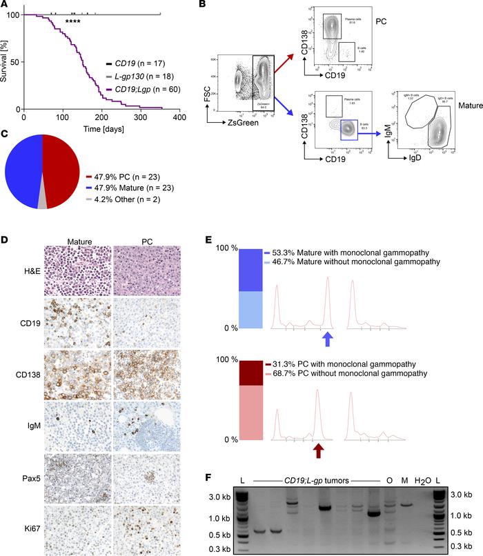 Activation of gp130 signaling targeted to B cells results in B cell mali...
